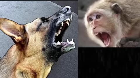 Dogs and Monkeys War