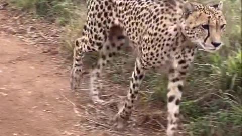 Leopard 🐆 in attack