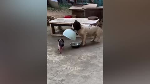 Funny Cat & Dog Videos