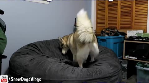 DOG FLUFFS GIANT BEAN BAG CHAIR