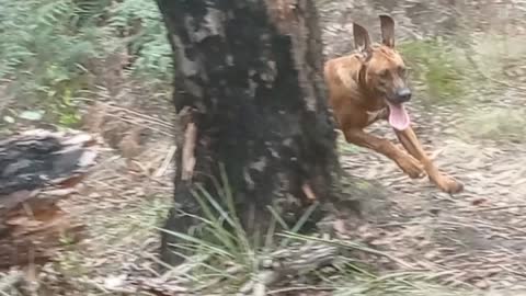 Rhodesian Ridgeback Pup's Large Lolling Tongue Of Joy