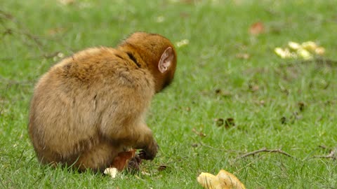 A Brown Monkey eating bread