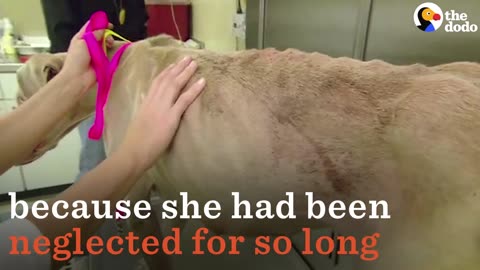 Starving Dog Gets Rescued And Finds A New Home | The Dodo