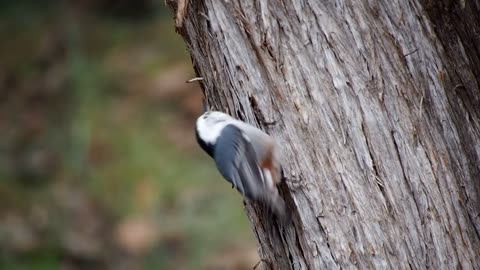 White-Breasted Nuthatch Bird Feeding Eating Pecking