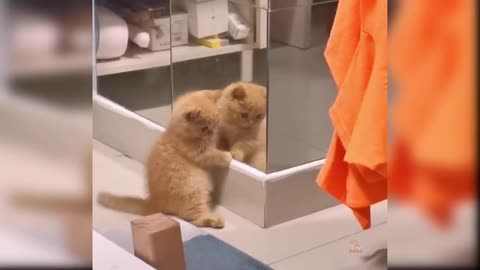 Cute and Funny Baby Cat Videos Compilation #m