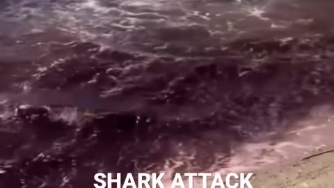 Big shark killed a lady🤬😭