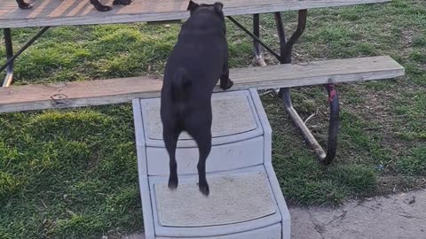 All The Pugs Line Up For Kisses