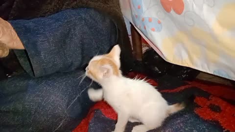 A little cat is having fun and playing