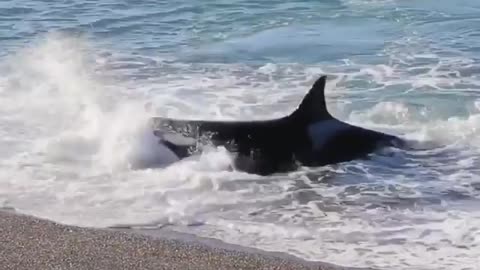 An orca launches onto the beach to catch the seal pup!