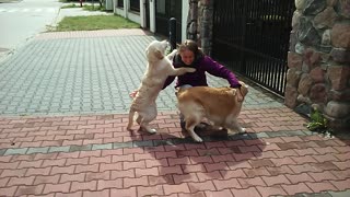 Golden Retrievers deliver heartwarming welcome upon owner's return