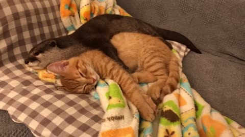 Otter can not sleep without holding a kitten