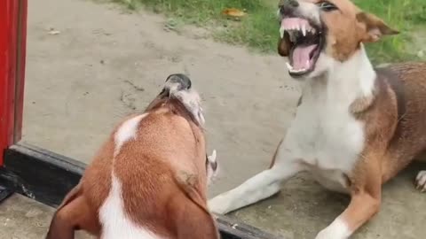 Super Funny Dog v/s Mirror Video | Funny Dog Mirror Pranks #funnydogpranks