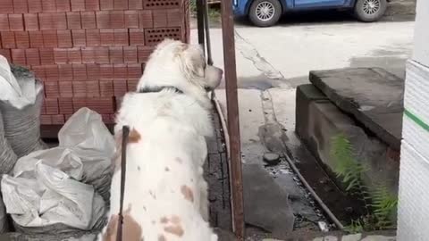 Two lovely dogs play together.