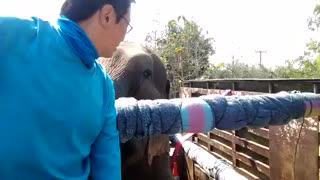 Rescued elephant "smells" freedom while taking ride on truck