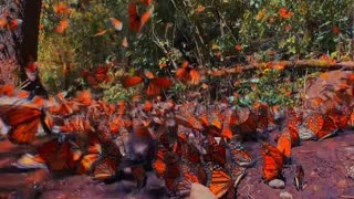 Butterflies 🦋 like you haven't seen them before.