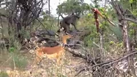 Painful Leopard Is Violently Attacked By 20 Baboons To Rescue Impala - Animals Rescue Animals