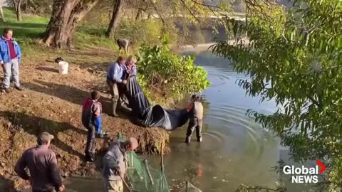 Fish starved from lack of oxygen saved by volunteers in Italy's Orchetto river