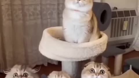 Most Popular Cute Cates Funny 🤣 video 2024