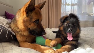 German Shepherd Confused by Meeting with German Shepherd Puppy