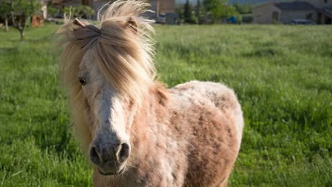 8 MINUTES of CURIOUS SHETLAND PONIES | BEST Relax Music, Meditation, Stress Relief, Calm | TVM