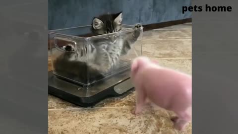 funniest animal videos that will make you laugh