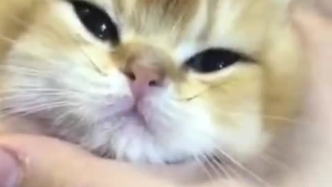 🔴KUCING LUCU. Baby Cats - Cute and Funny Cat Videos