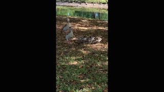 Short Feel Good Video of a Family of Egyptian Geese