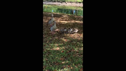 Short Feel Good Video of a Family of Egyptian Geese
