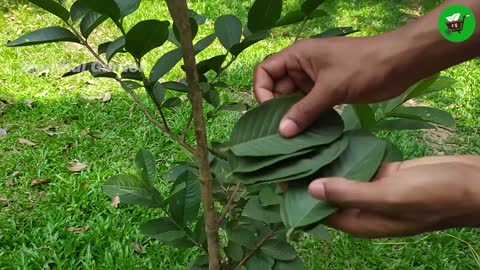 How to grow guava trees from guava leaves