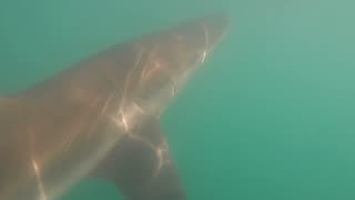 Shark meet hubby
