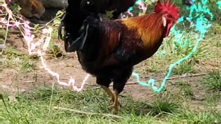 Space Lasers with Martian Chickens