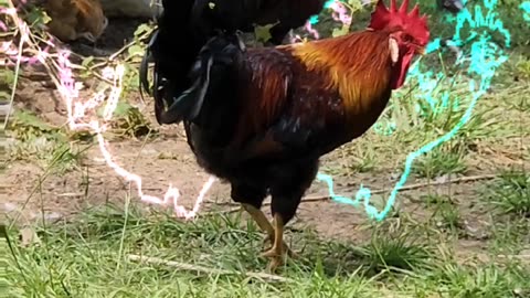Space Lasers with Martian Chickens