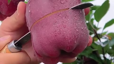 Apple cutting in farm