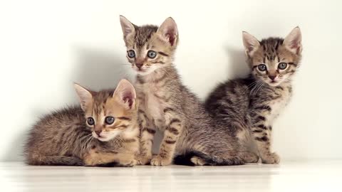 Baby kittens against white background 2021