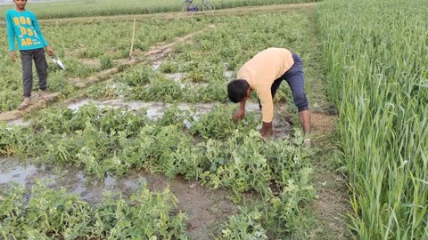 Natural Village Life of Indian People || Morning Routine in India || Indian Real Villages