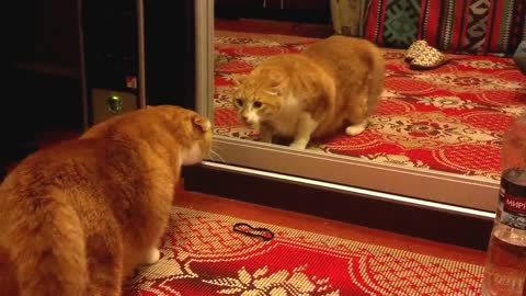 рыжий кот и зеркало / cat and the mirror