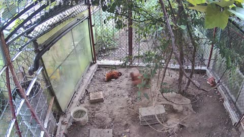 Marten Mayhem in the Chicken Coop! 🐔🦊