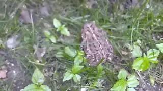 Toad