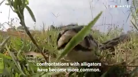 A PYTHON CAN TAKE ON A LARGE ALLIGATOR? WHO KNEW?