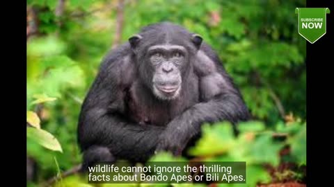 Wildlife cannot ignore the thrilling facts about Bondo Apes or Bili Apes.