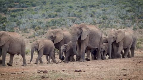 a herd of Elephants protecting their cubs