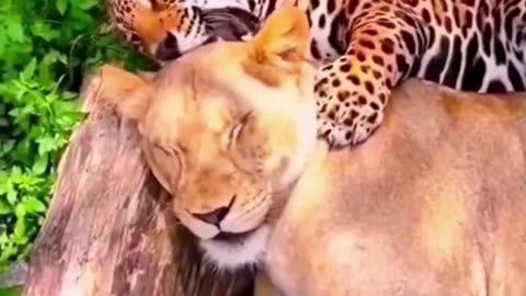 Powerful scenes of tender moments between animals