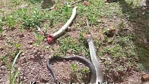 man died after being bitten by a dead cobra!