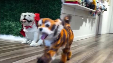 Dye your dog's hair to look like a tiger