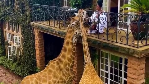 Kenyan women feeding giraffe 🦒