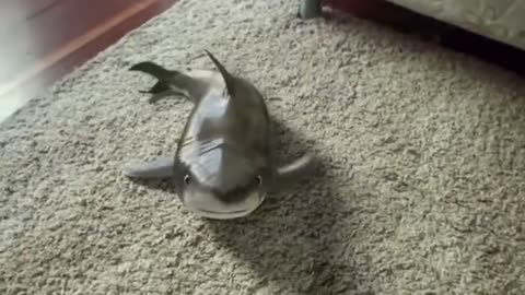 Incredible. Shark laughing like never seen before. Cute Baby Shark. Cute Baby Shark Reaction.