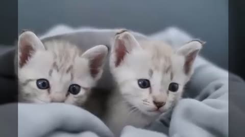 Cute cat playing with sibling, Kitten play time