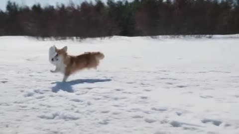 "Canine Comedians: These Dogs Will Make You ROFL!"