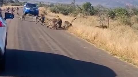 leopard Attacked by 50 Boboons in the middle of