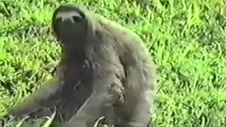 1985 A three toed Sloth crossing the road in Panama